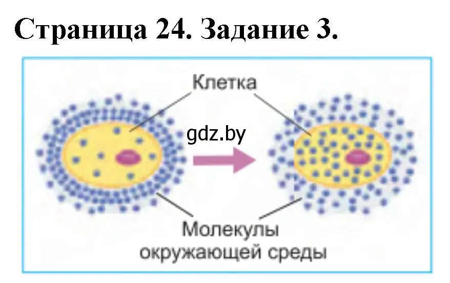 Решение номер 3 (страница 24) гдз по биологии 6 класс Лисов, Борщевская, рабочая тетрадь