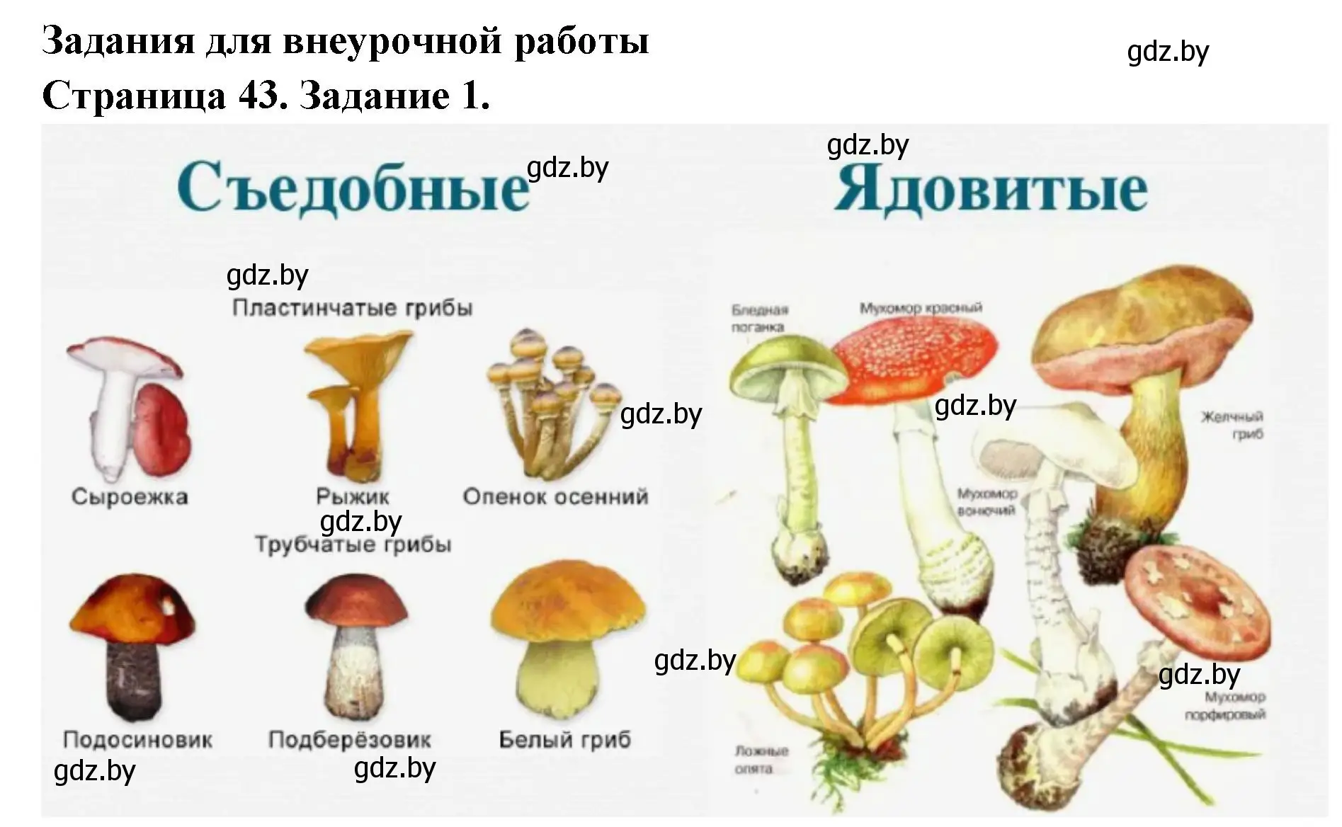 Решение номер 1 (страница 43) гдз по биологии 6 класс Лисов, Борщевская, рабочая тетрадь