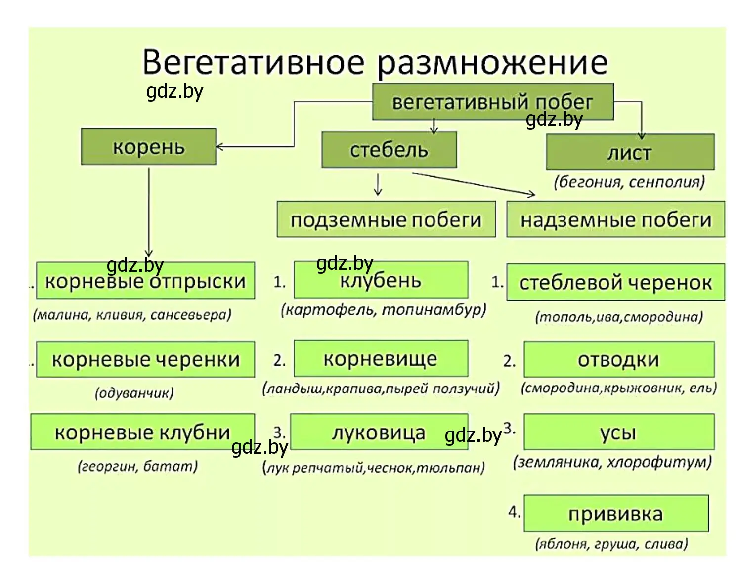 Решение номер 7 (страница 72) гдз по биологии 6 класс Лисов, Борщевская, рабочая тетрадь