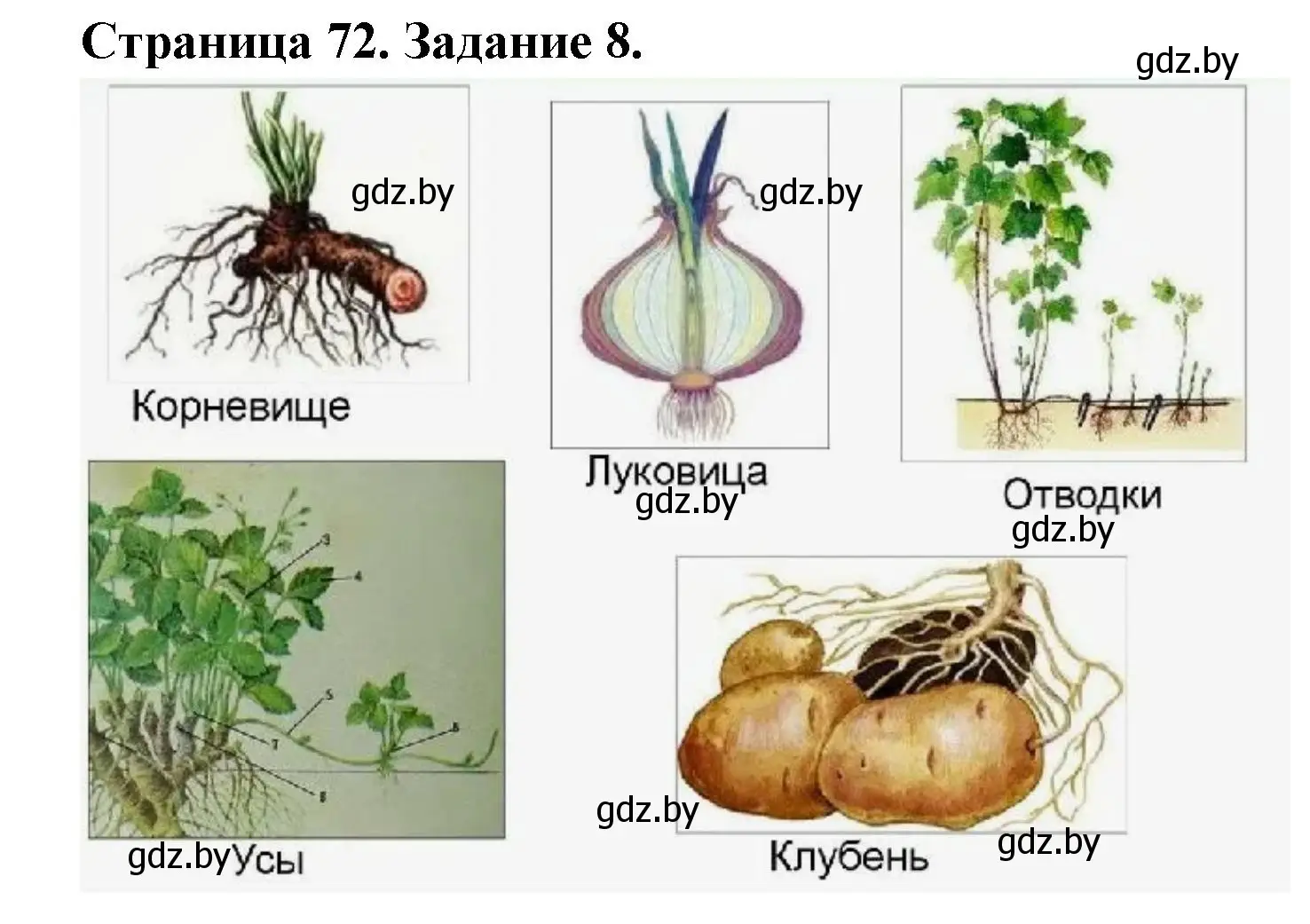 Решение номер 8 (страница 72) гдз по биологии 6 класс Лисов, Борщевская, рабочая тетрадь