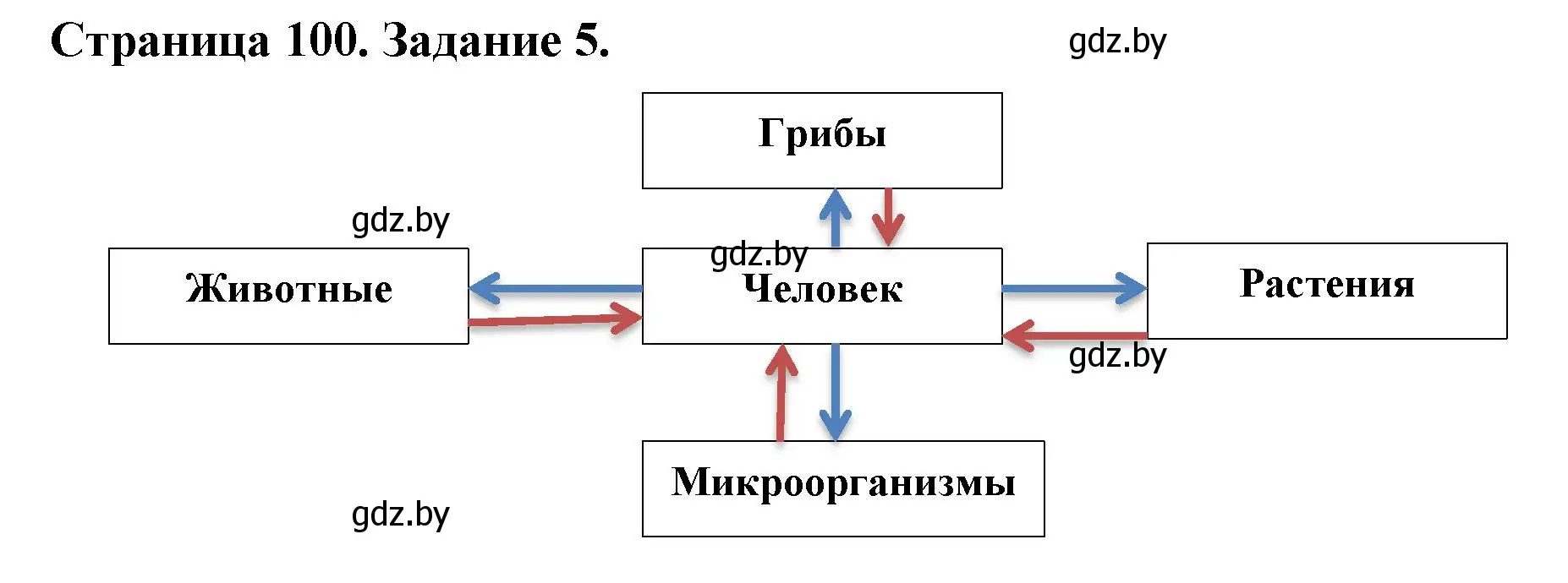 Решение номер 5 (страница 100) гдз по биологии 6 класс Лисов, Борщевская, рабочая тетрадь