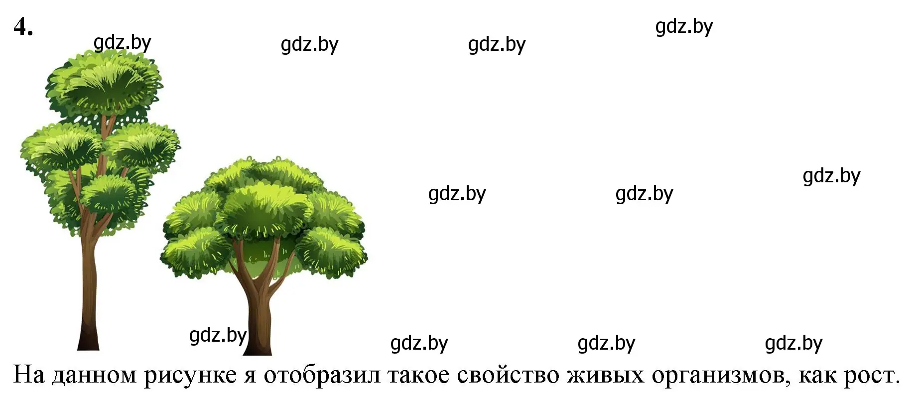 Решение номер 4 (страница 14) гдз по биологии 6 класс Лисов, Борщевская, тетрадь для лабораторных и практических работ