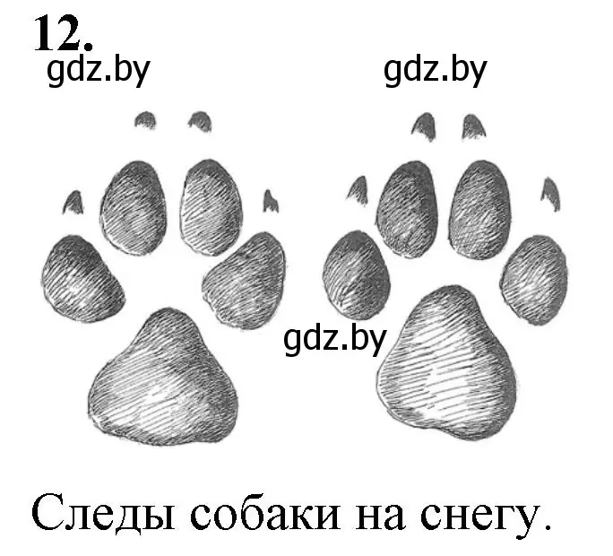 Решение номер 12 (страница 31) гдз по биологии 6 класс Лисов, Борщевская, тетрадь для лабораторных и практических работ