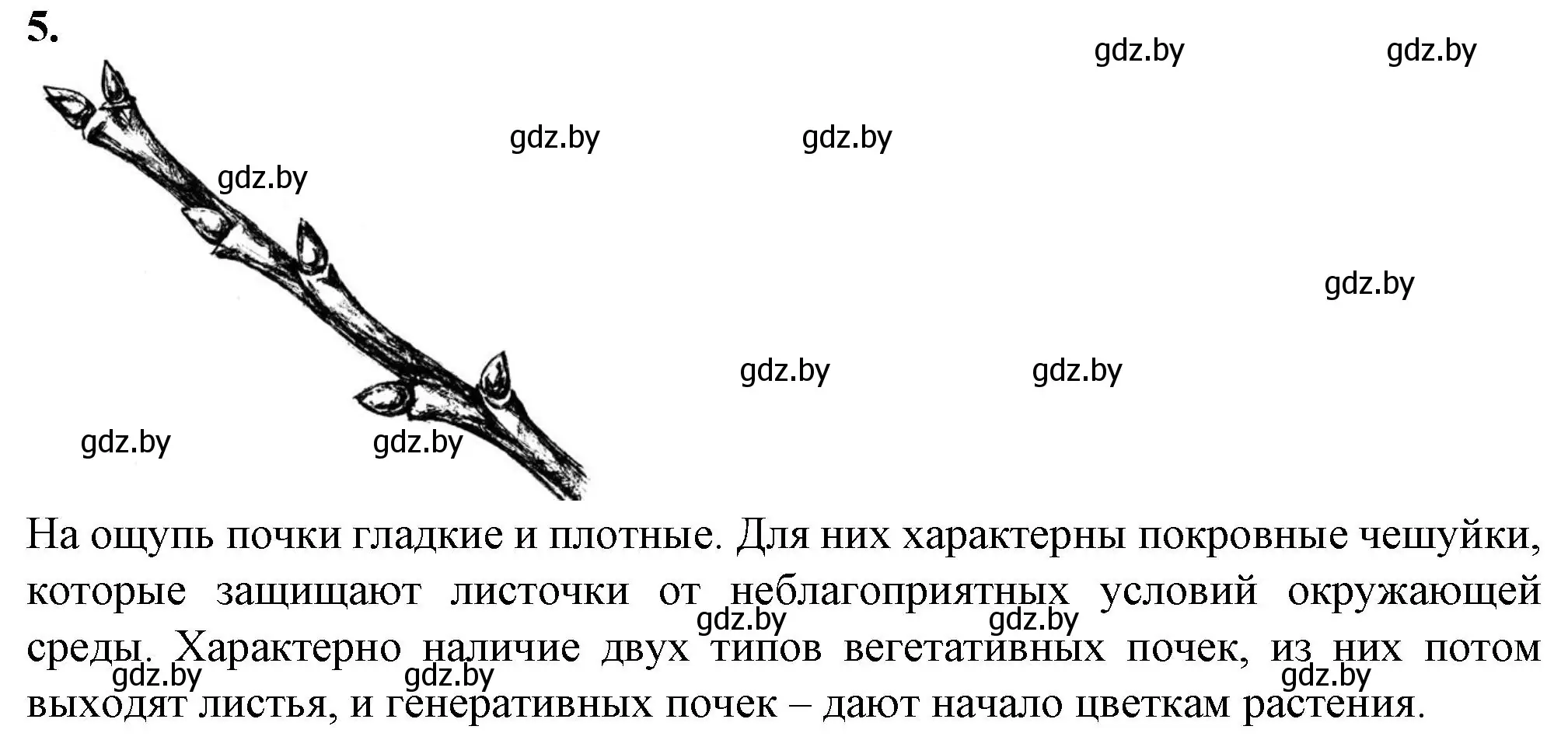 Решение номер 5 (страница 28) гдз по биологии 6 класс Лисов, Борщевская, тетрадь для лабораторных и практических работ