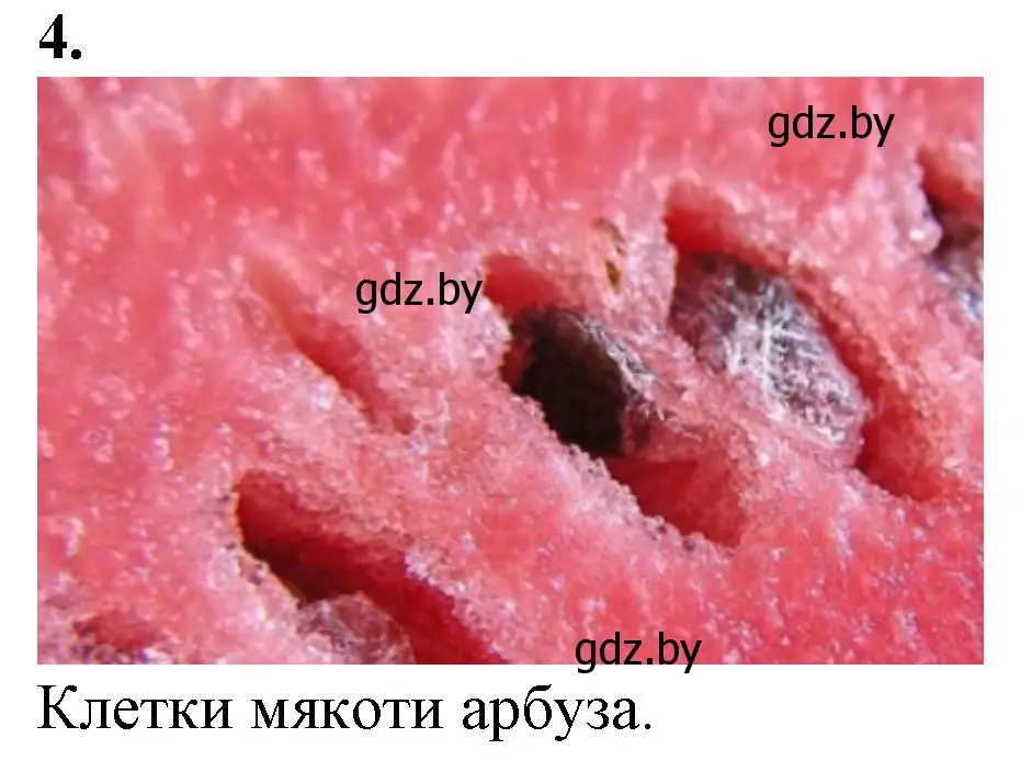 Решение номер 4 (страница 5) гдз по биологии 6 класс Лисов, Борщевская, тетрадь для лабораторных и практических работ