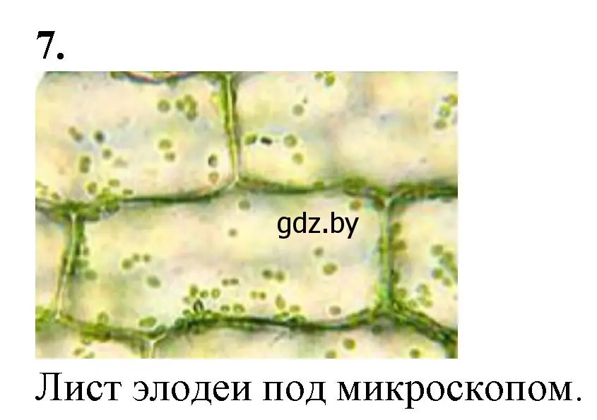 Решение номер 7 (страница 9) гдз по биологии 6 класс Лисов, Борщевская, тетрадь для лабораторных и практических работ