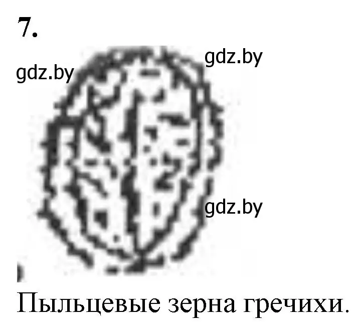 Решение номер 7 (страница 11) гдз по биологии 6 класс Лисов, Борщевская, тетрадь для лабораторных и практических работ