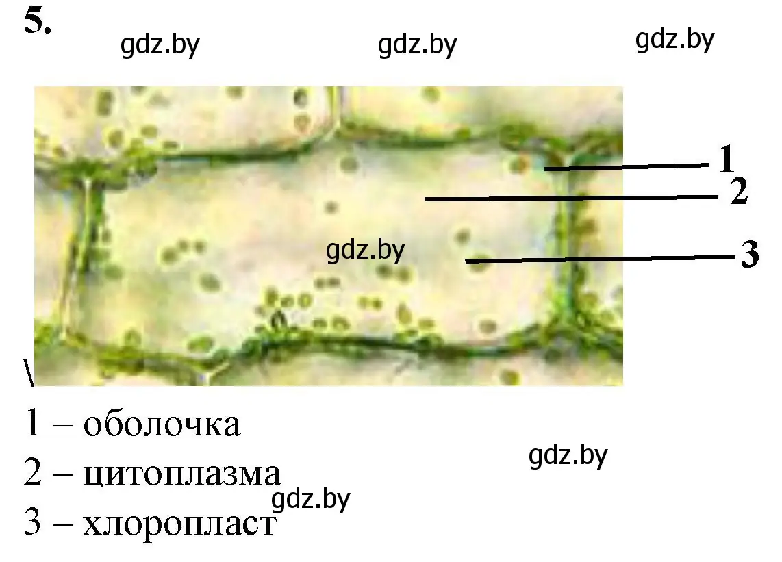 Решение номер 5 (страница 22) гдз по биологии 6 класс Лисов, Борщевская, тетрадь для лабораторных и практических работ