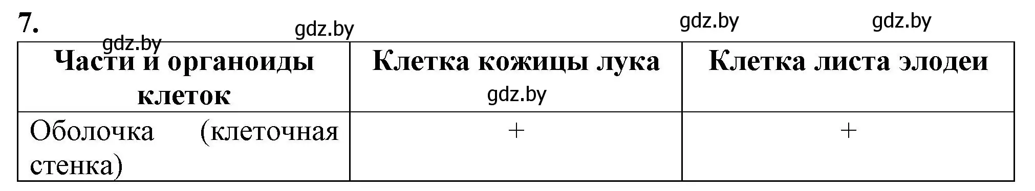 Решение номер 7 (страница 23) гдз по биологии 6 класс Лисов, Борщевская, тетрадь для лабораторных и практических работ