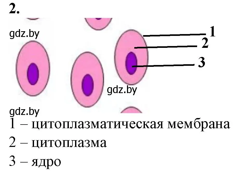 Решение номер 2 (страница 25) гдз по биологии 6 класс Лисов, Борщевская, тетрадь для лабораторных и практических работ