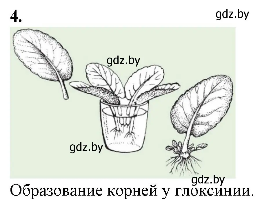 Решение номер 4 (страница 33) гдз по биологии 6 класс Лисов, Борщевская, тетрадь для лабораторных и практических работ