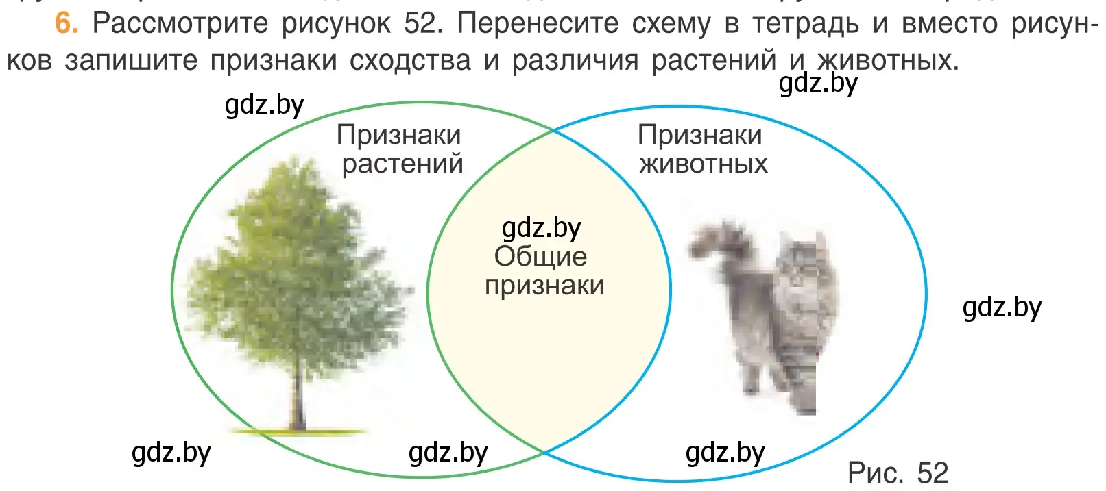 Условие номер 6 (страница 74) гдз по биологии 6 класс Лисов, учебник