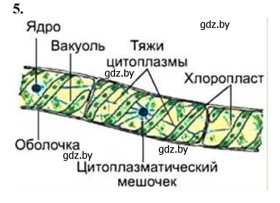 Решение номер 5 (страница 7) гдз по биологии 7 класс Лисов, тетрадь для лабораторных и практических работ