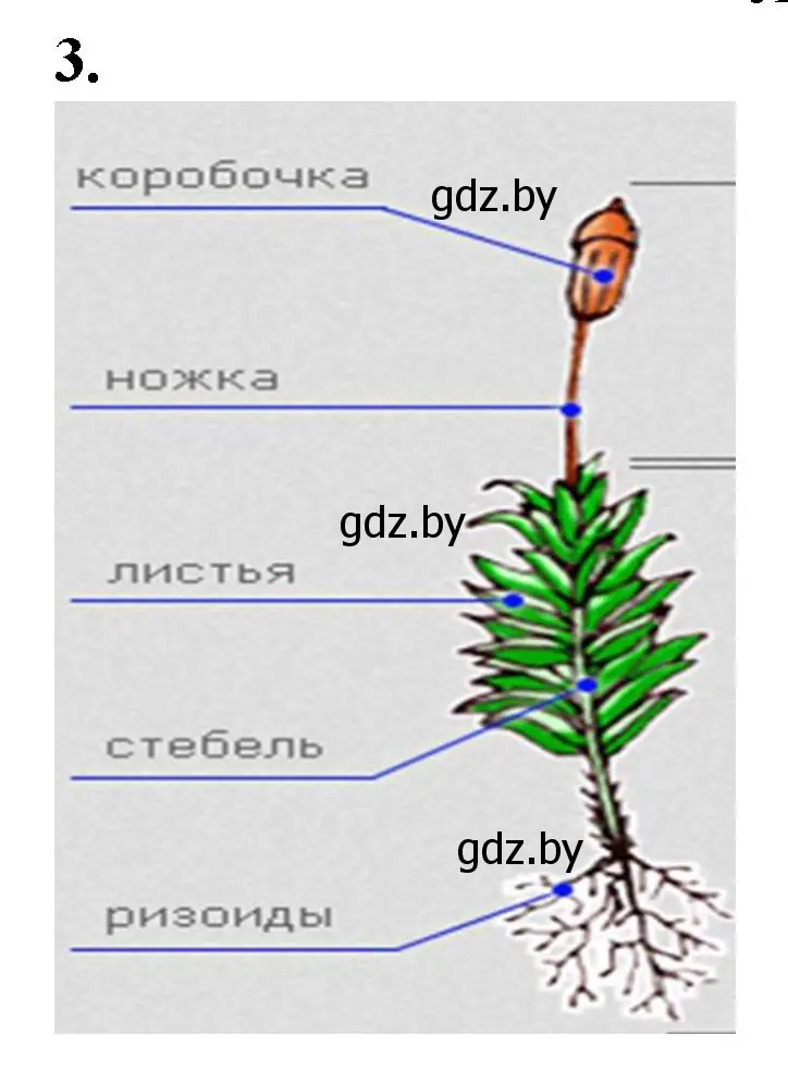 Решение номер 3 (страница 19) гдз по биологии 7 класс Лисов, тетрадь для лабораторных и практических работ