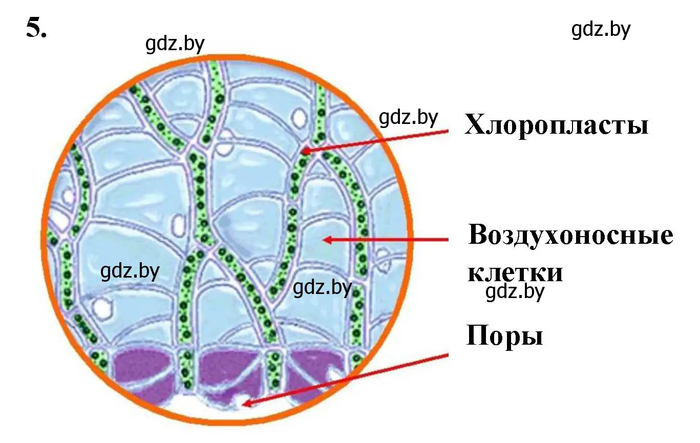 Решение номер 5 (страница 20) гдз по биологии 7 класс Лисов, тетрадь для лабораторных и практических работ