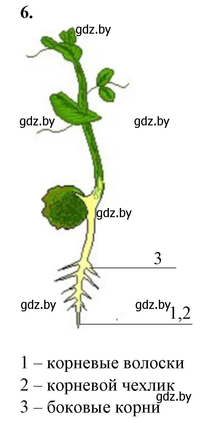 Решение номер 6 (страница 29) гдз по биологии 7 класс Лисов, тетрадь для лабораторных и практических работ