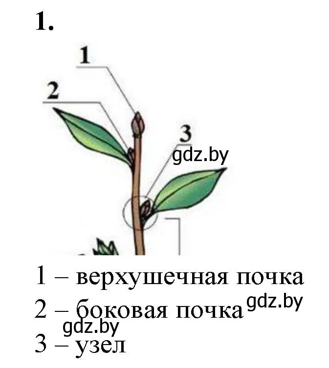 Решение номер 1 (страница 30) гдз по биологии 7 класс Лисов, тетрадь для лабораторных и практических работ