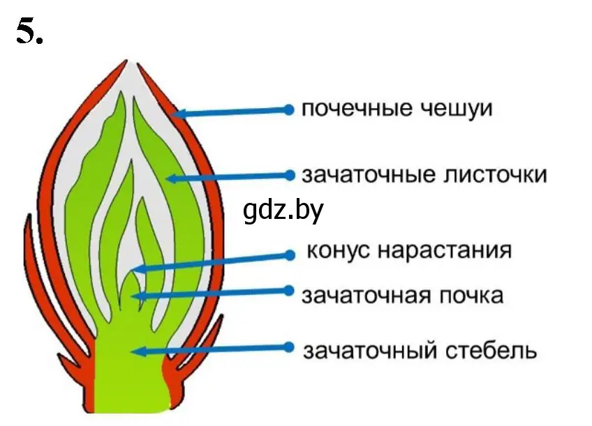 Решение номер 5 (страница 31) гдз по биологии 7 класс Лисов, тетрадь для лабораторных и практических работ