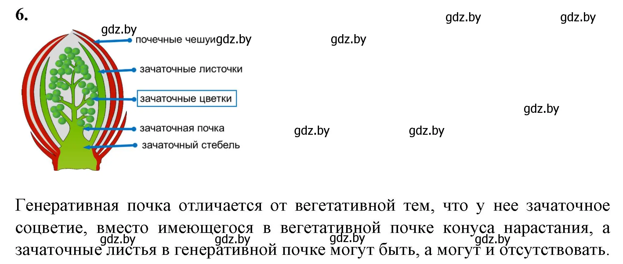 Решение номер 6 (страница 32) гдз по биологии 7 класс Лисов, тетрадь для лабораторных и практических работ