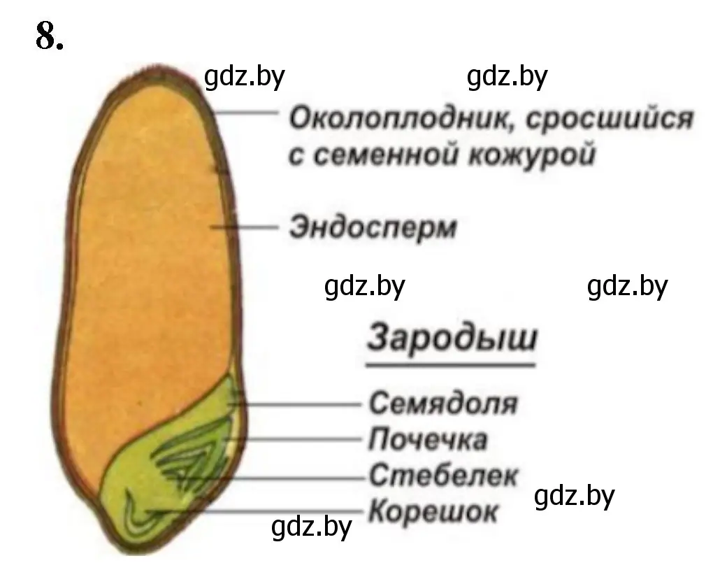 Решение номер 8 (страница 57) гдз по биологии 7 класс Лисов, тетрадь для лабораторных и практических работ