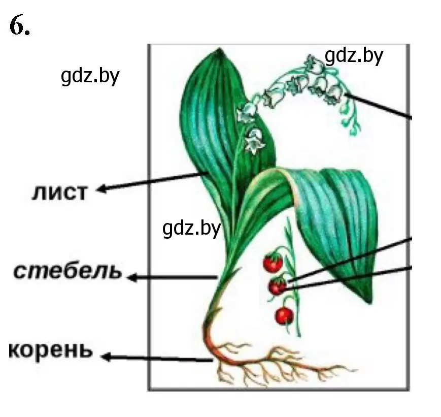 Решение номер 6 (страница 36) гдз по биологии 7 класс Лисов, тетрадь для лабораторных и практических работ