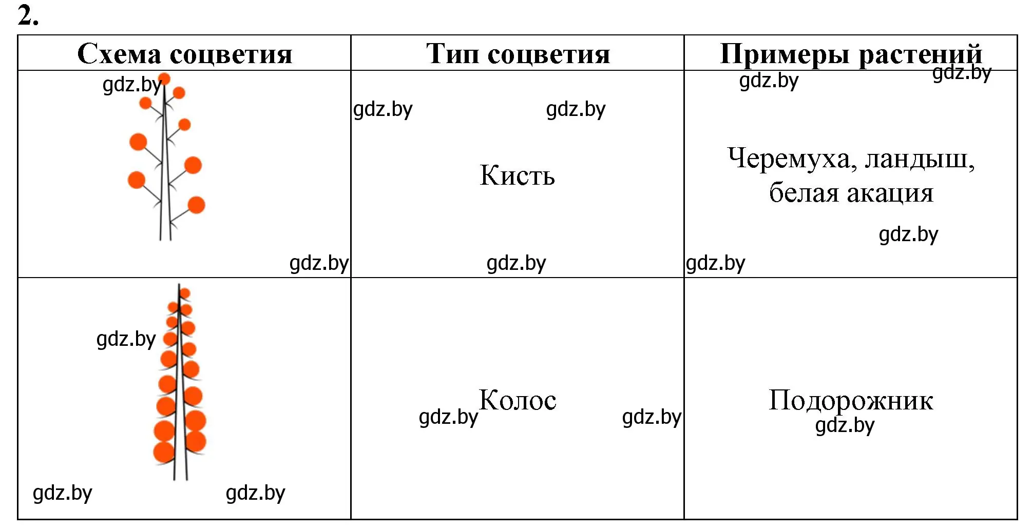 Решение номер 2 (страница 50) гдз по биологии 7 класс Лисов, тетрадь для лабораторных и практических работ