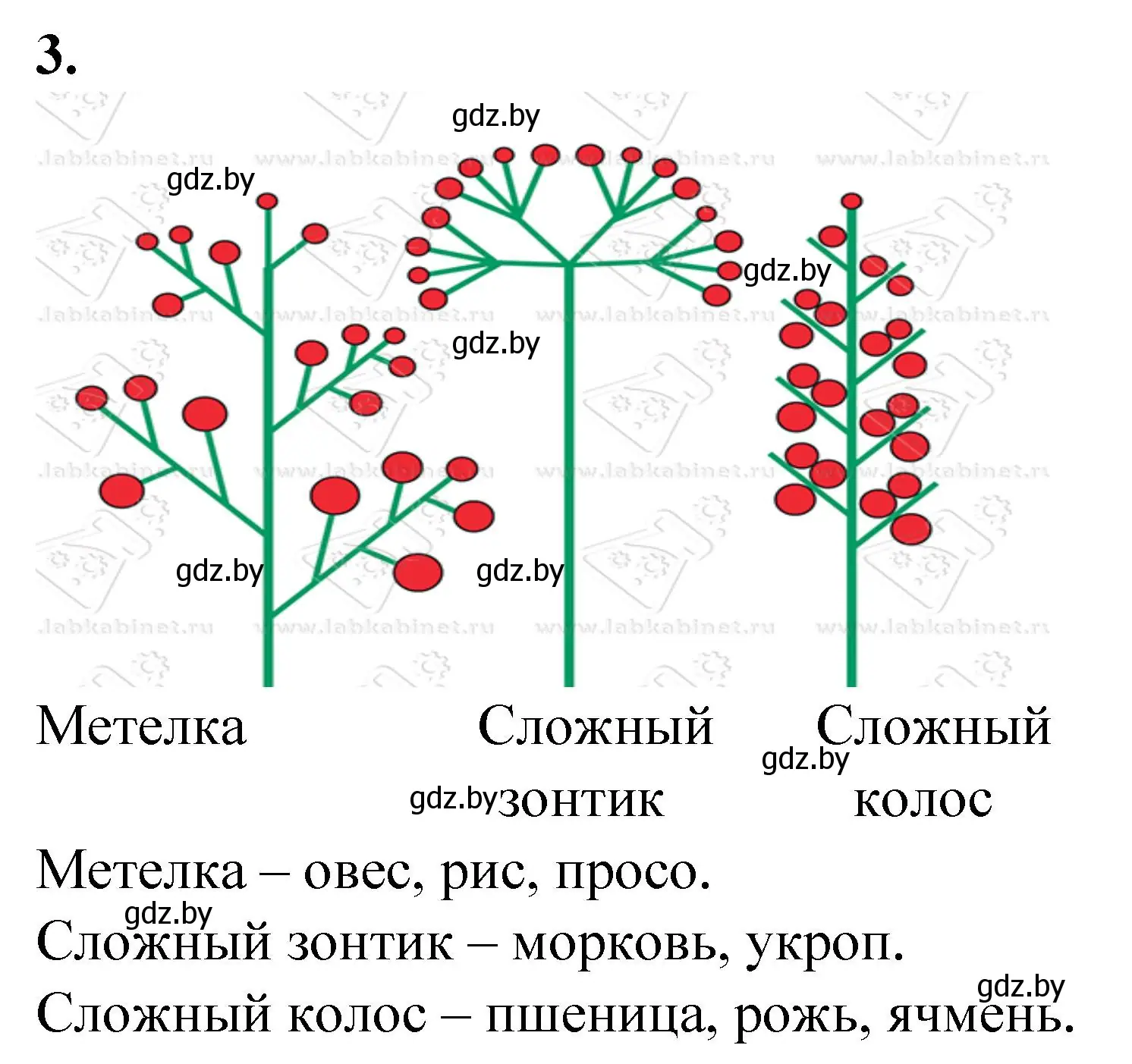 Решение номер 3 (страница 51) гдз по биологии 7 класс Лисов, тетрадь для лабораторных и практических работ