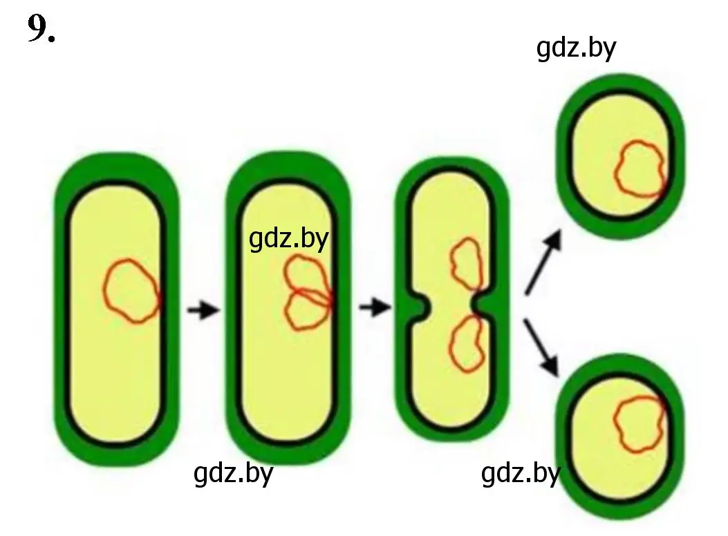 Решение номер 9 (страница 8) гдз по биологии 7 класс Лисов, рабочая тетрадь