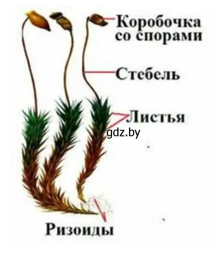 Решение номер 4 (страница 41) гдз по биологии 7 класс Лисов, рабочая тетрадь