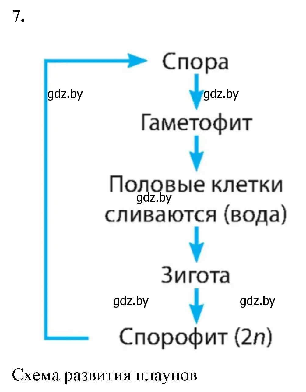 Решение номер 7 (страница 48) гдз по биологии 7 класс Лисов, рабочая тетрадь