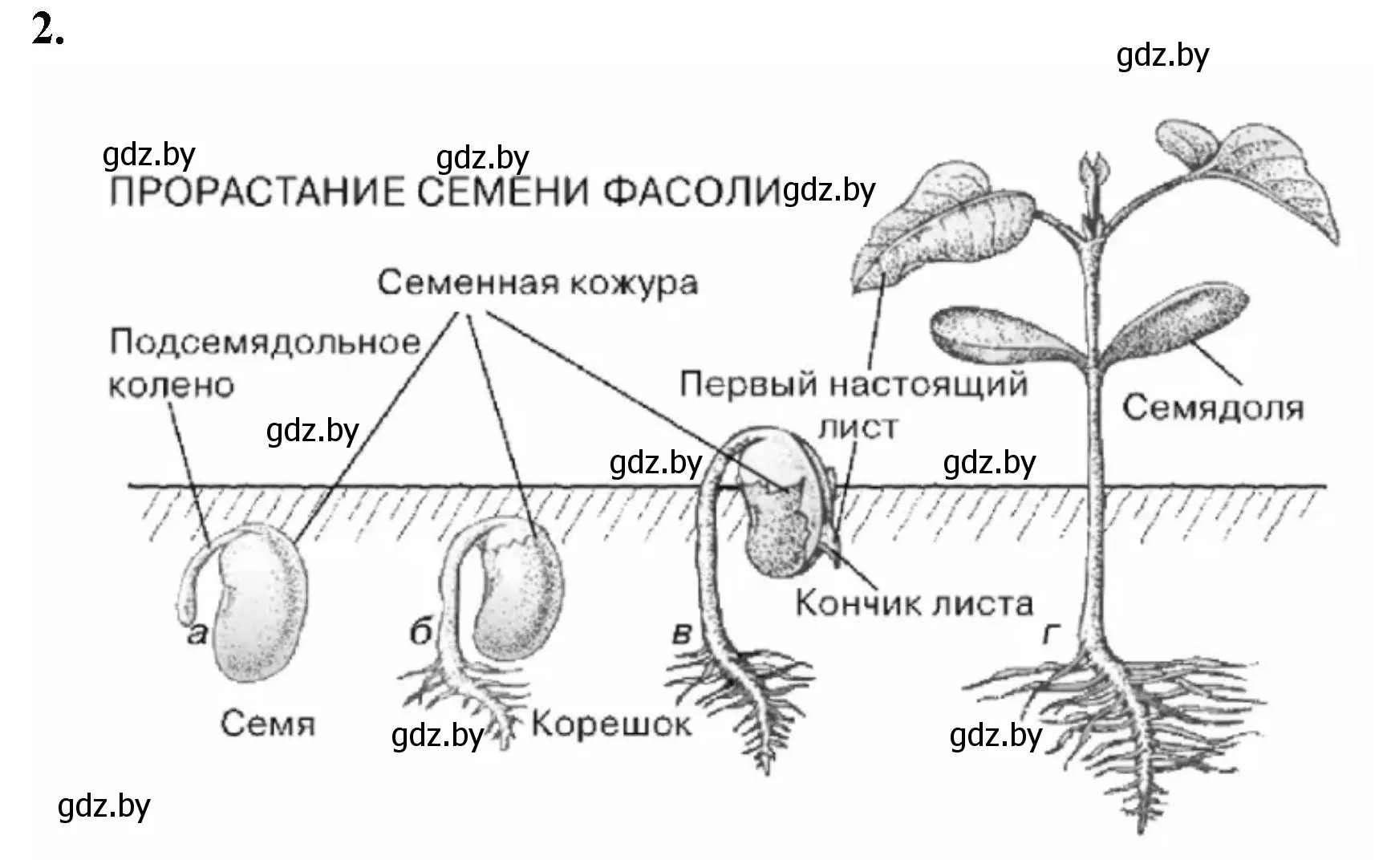 Решение номер 2 (страница 82) гдз по биологии 7 класс Лисов, рабочая тетрадь