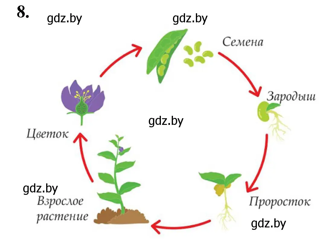Решение номер 8 (страница 84) гдз по биологии 7 класс Лисов, рабочая тетрадь