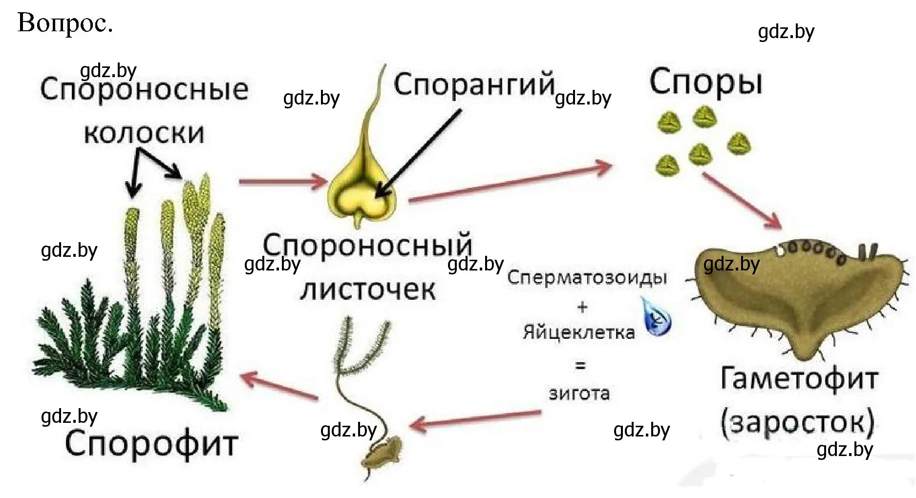 Решение  Задание (страница 107) гдз по биологии 7 класс Лисов, учебник