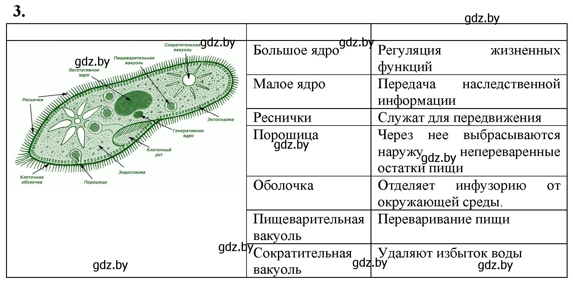 Решение номер 3 (страница 6) гдз по биологии 7 класс Рогожников, тетрадь для экскурсий, лабораторных и практических работ