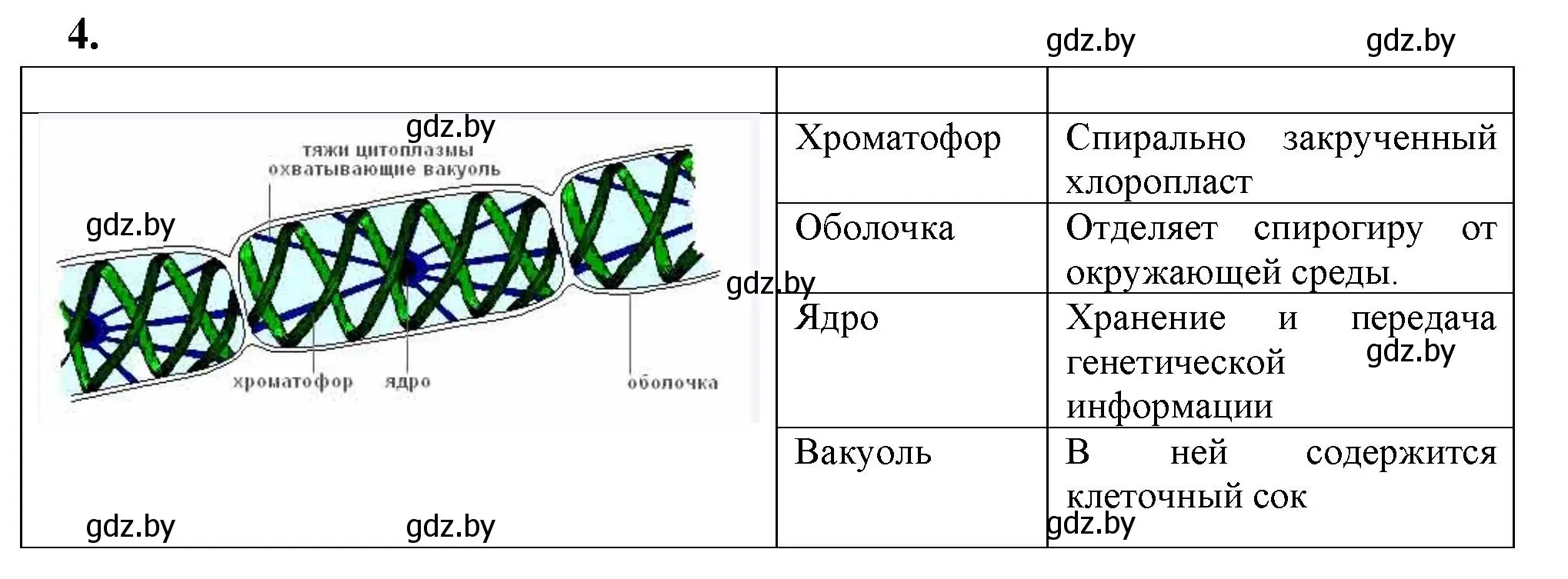 Решение номер 4 (страница 8) гдз по биологии 7 класс Рогожников, тетрадь для экскурсий, лабораторных и практических работ