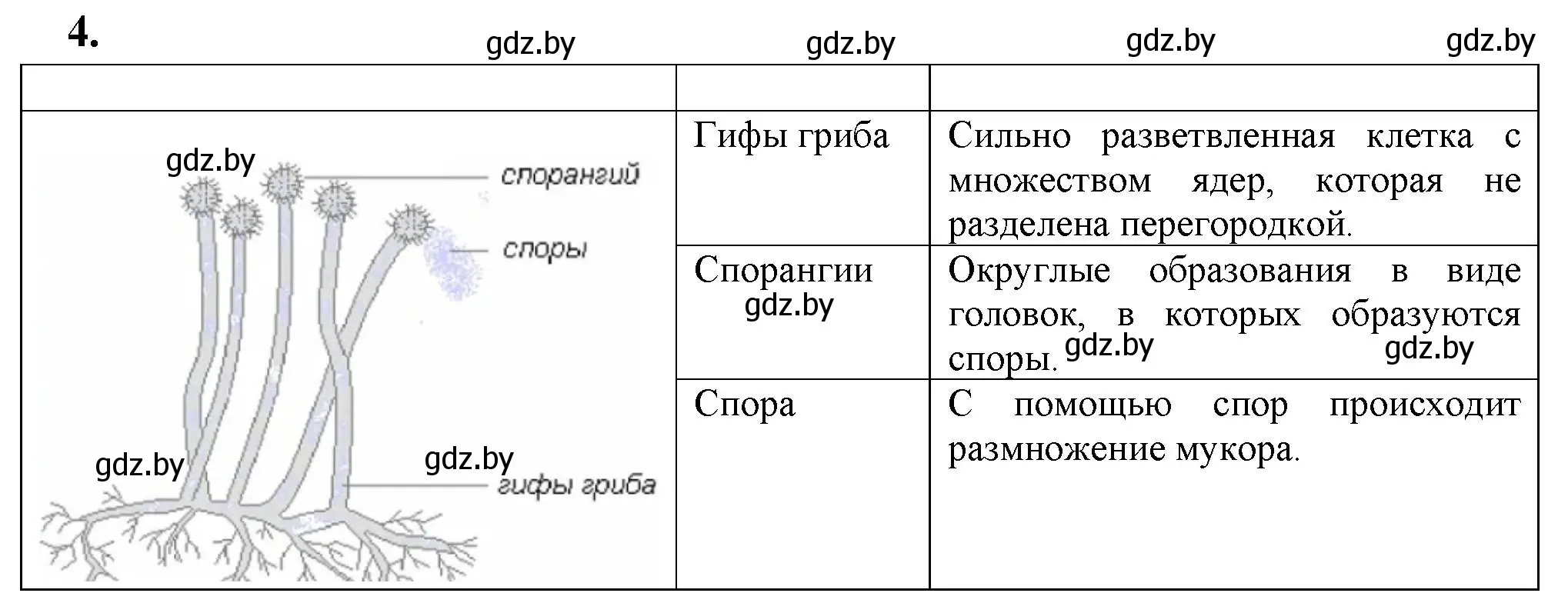 Решение номер 4 (страница 10) гдз по биологии 7 класс Рогожников, тетрадь для экскурсий, лабораторных и практических работ