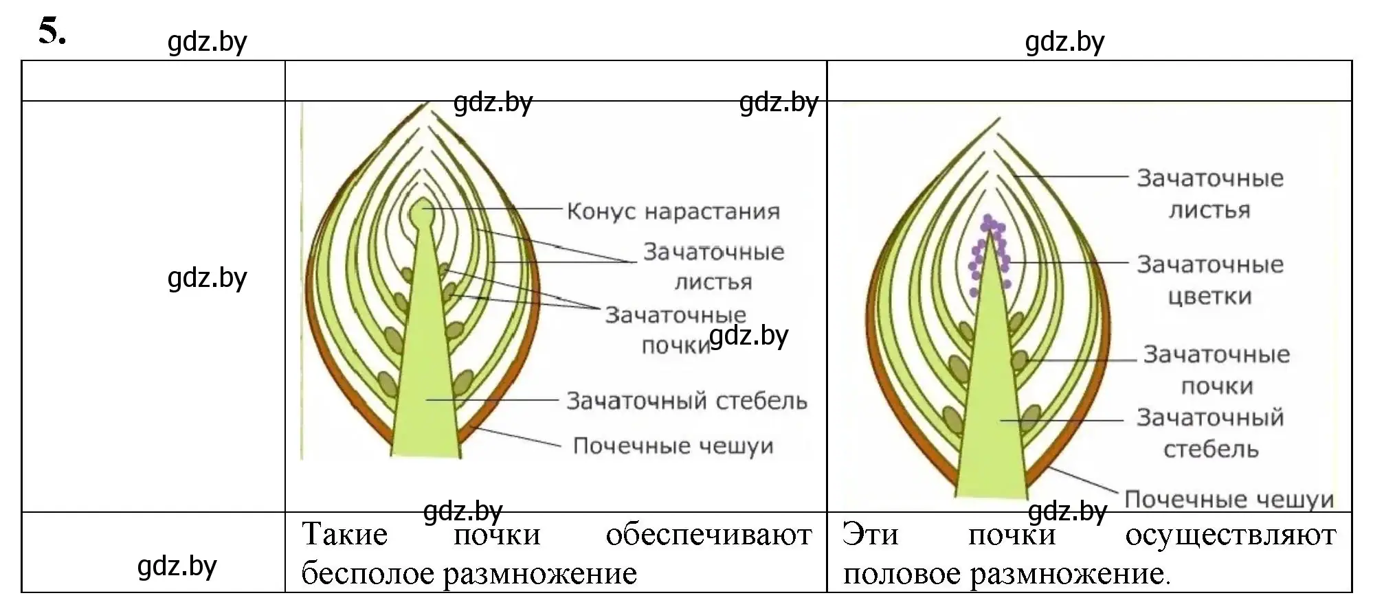 Решение номер 5 (страница 27) гдз по биологии 7 класс Рогожников, тетрадь для экскурсий, лабораторных и практических работ