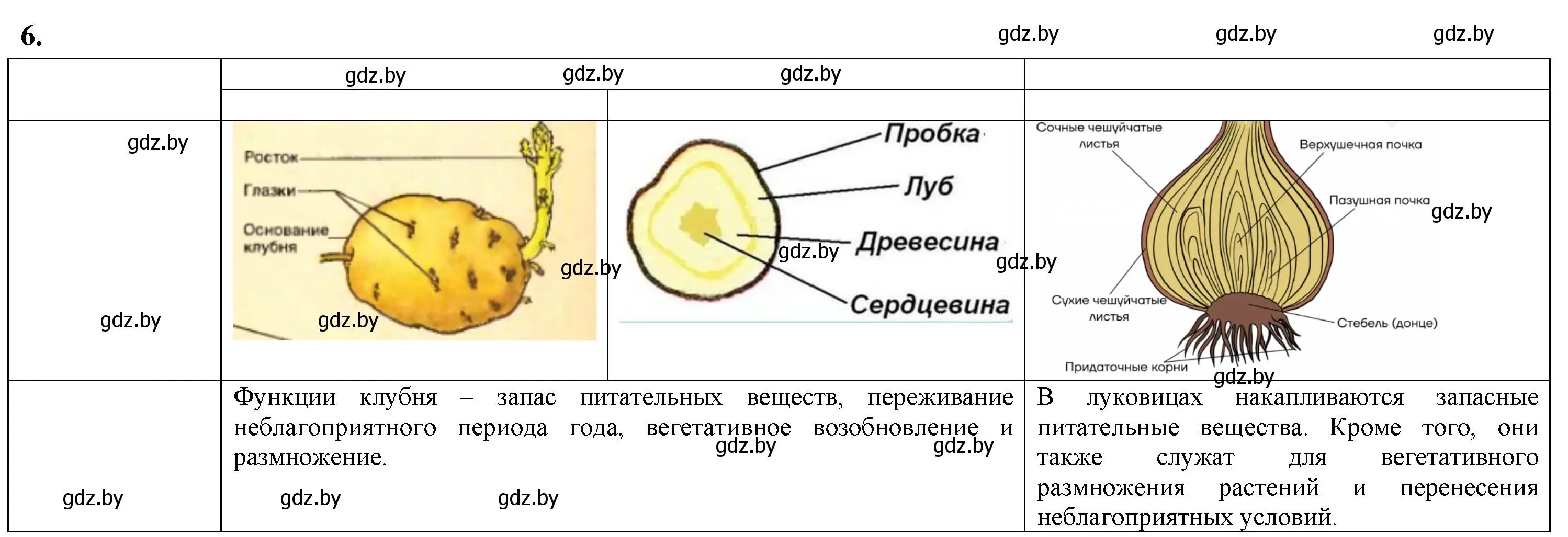 Решение номер 6 (страница 31) гдз по биологии 7 класс Рогожников, тетрадь для экскурсий, лабораторных и практических работ