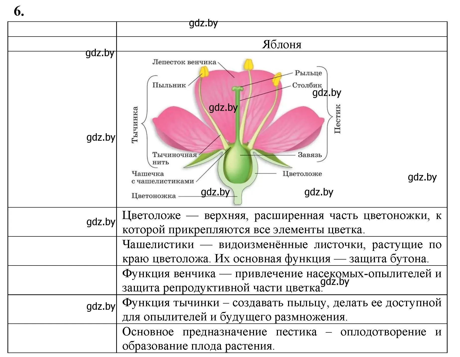 Решение номер 6 (страница 35) гдз по биологии 7 класс Рогожников, тетрадь для экскурсий, лабораторных и практических работ