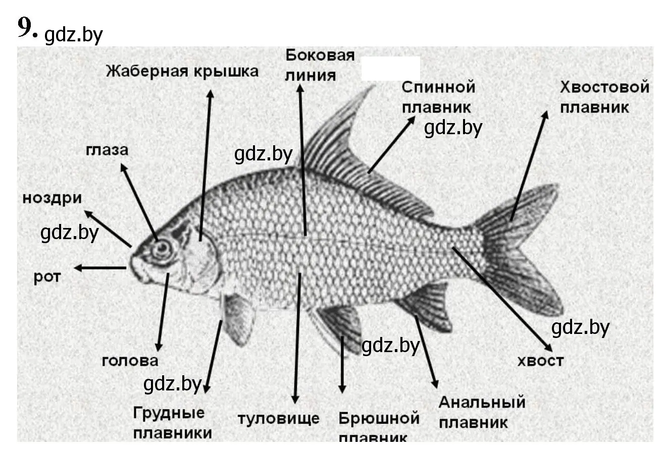 Решение номер 9 (страница 35) гдз по биологии 8 класс Лисов, тетрадь для лабораторных и практических работ