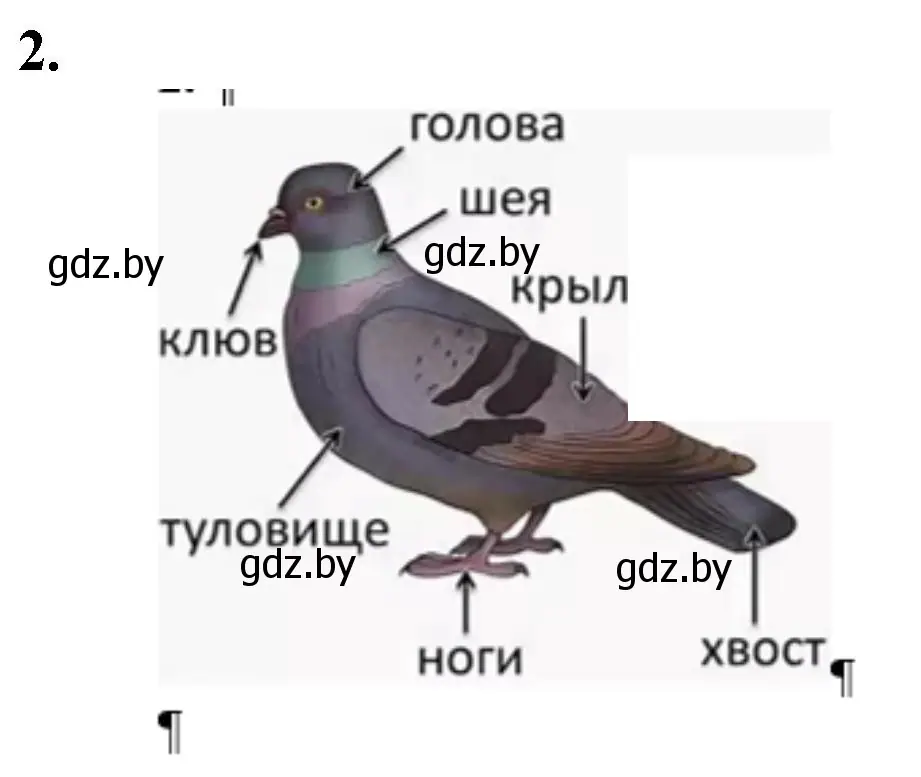 Решение номер 2 (страница 37) гдз по биологии 8 класс Лисов, тетрадь для лабораторных и практических работ