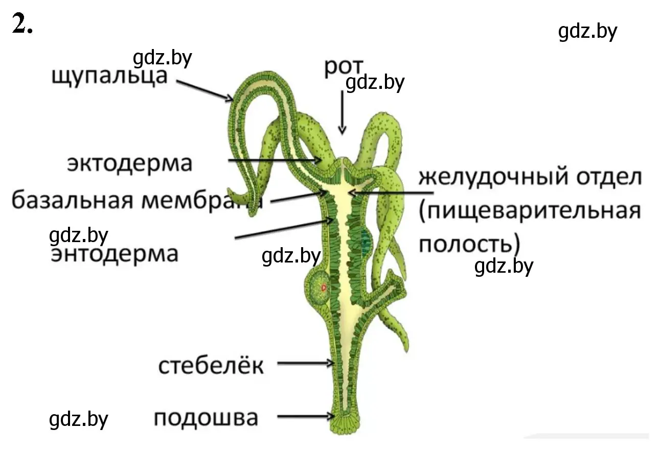 Решение номер 2 (страница 5) гдз по биологии 8 класс Лисов, рабочая тетрадь