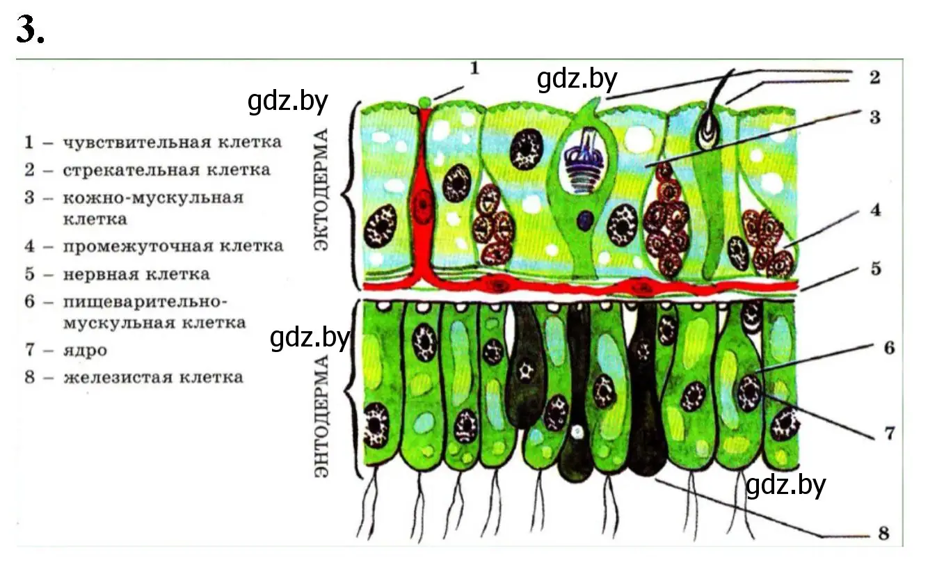 Решение номер 3 (страница 6) гдз по биологии 8 класс Лисов, рабочая тетрадь