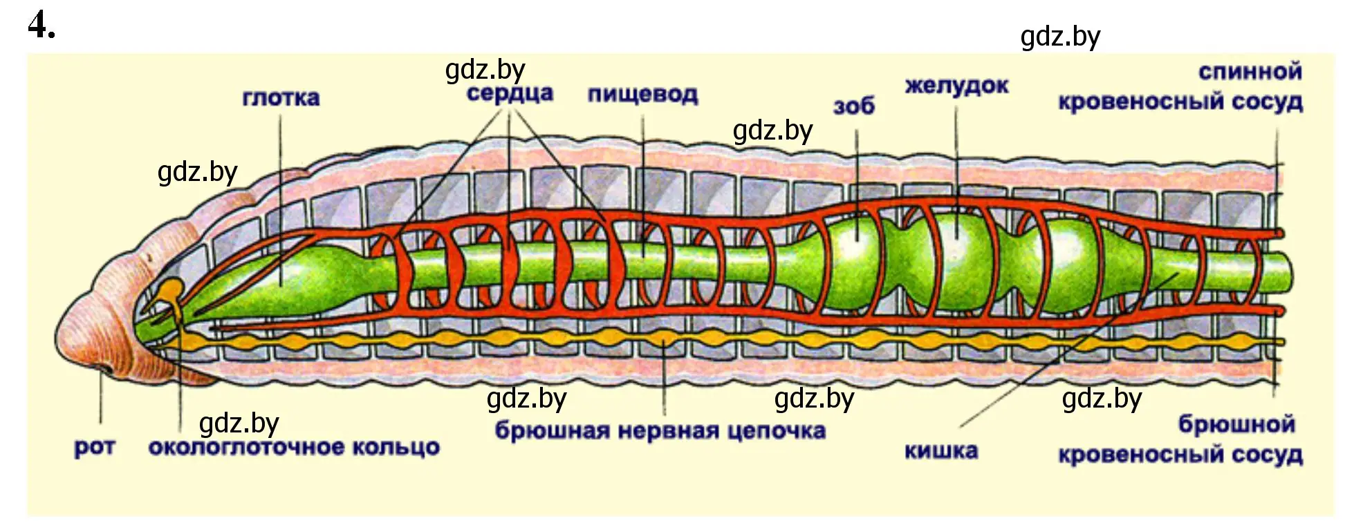 Решение номер 4 (страница 14) гдз по биологии 8 класс Лисов, рабочая тетрадь