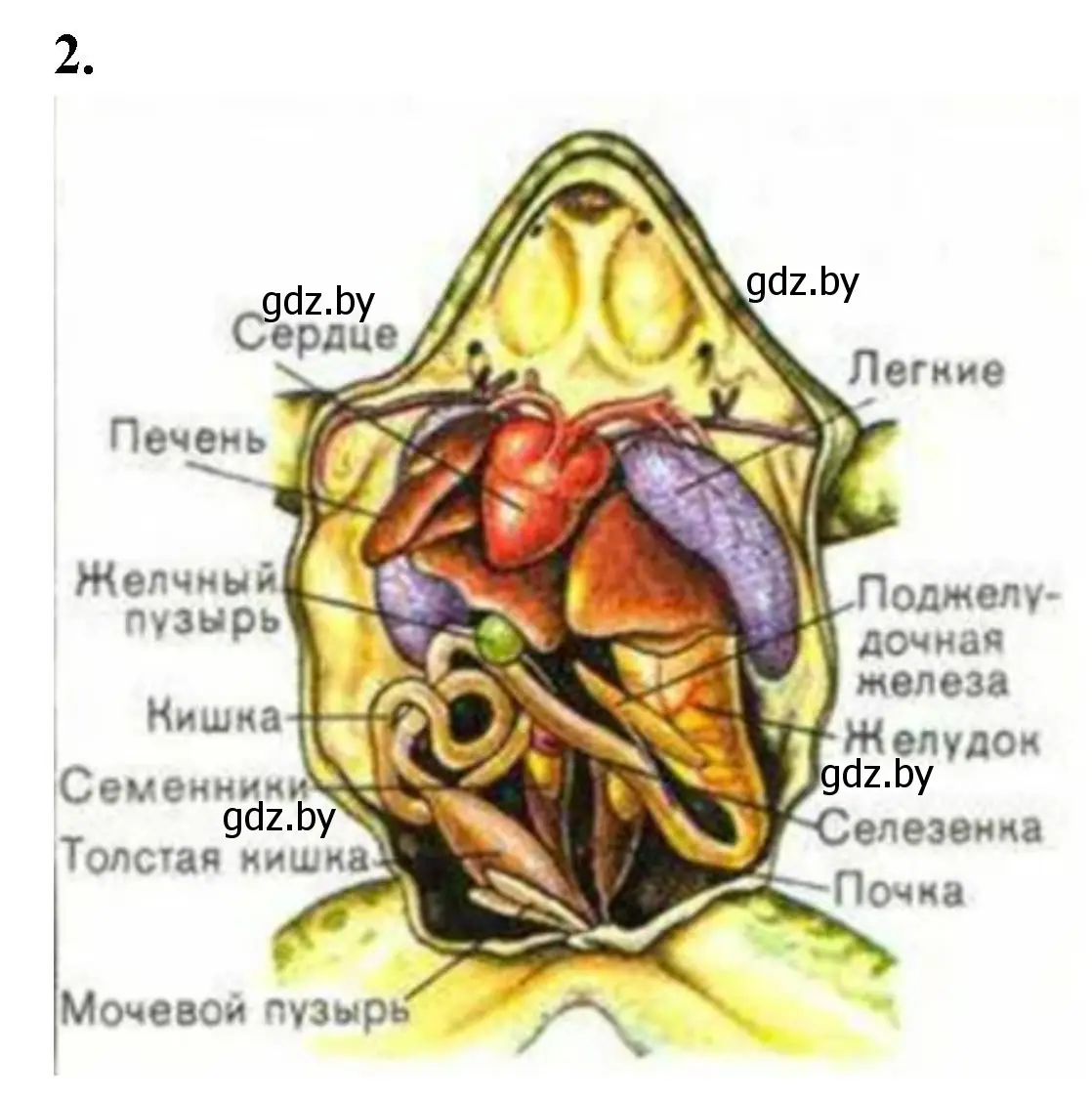 Решение номер 2 (страница 72) гдз по биологии 8 класс Лисов, рабочая тетрадь