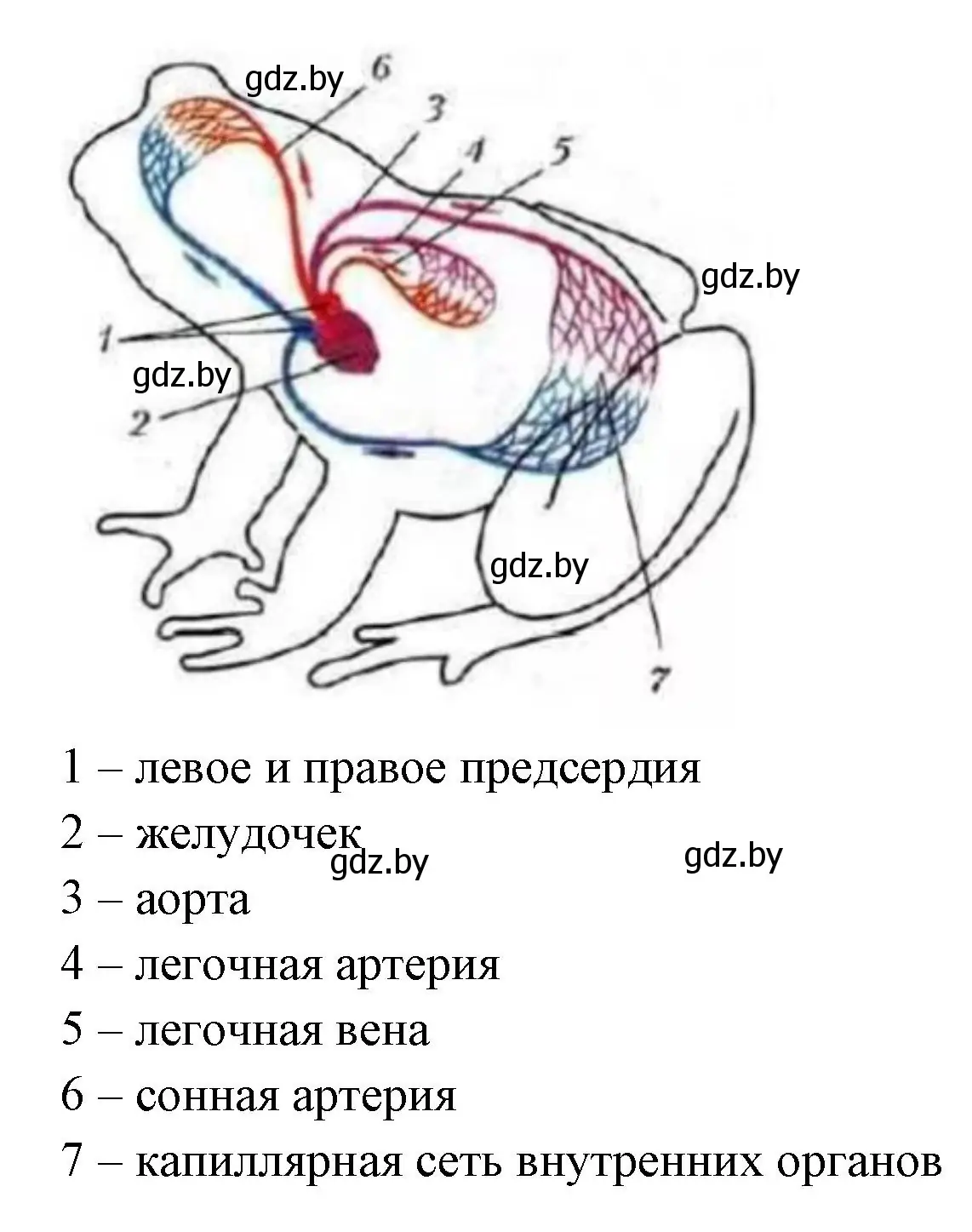 Решение номер 4 (страница 73) гдз по биологии 8 класс Лисов, рабочая тетрадь