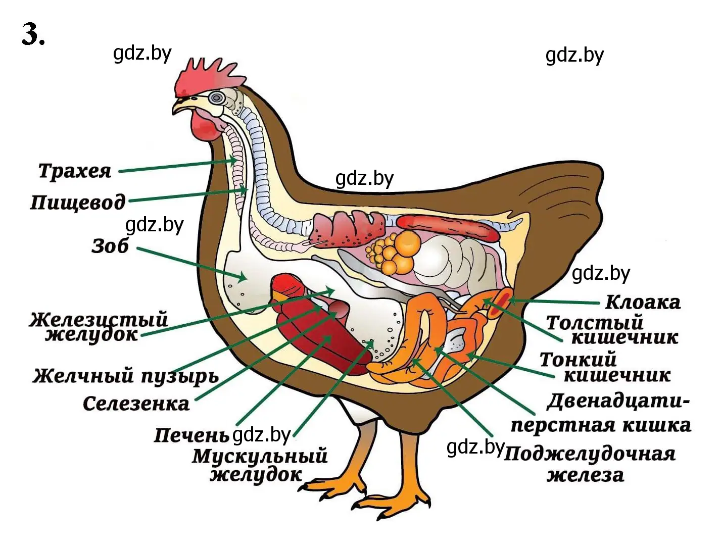 Решение номер 3 (страница 88) гдз по биологии 8 класс Лисов, рабочая тетрадь