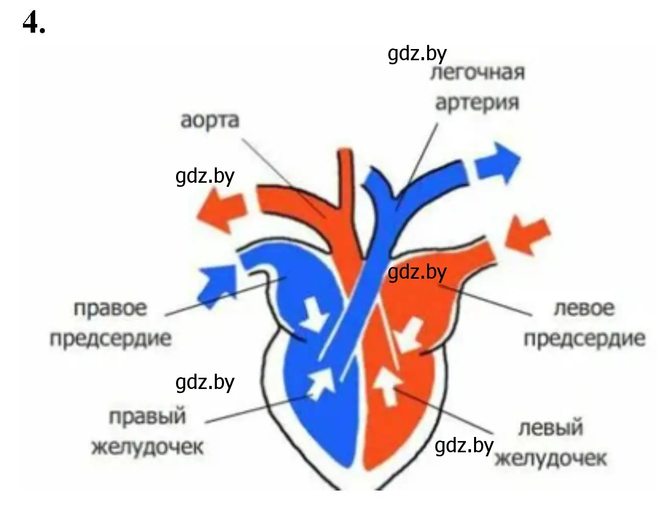 Решение номер 4 (страница 89) гдз по биологии 8 класс Лисов, рабочая тетрадь