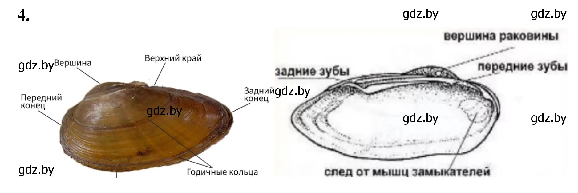 Решение номер 4 (страница 24) гдз по биологии 8 класс Лисов, рабочая тетрадь