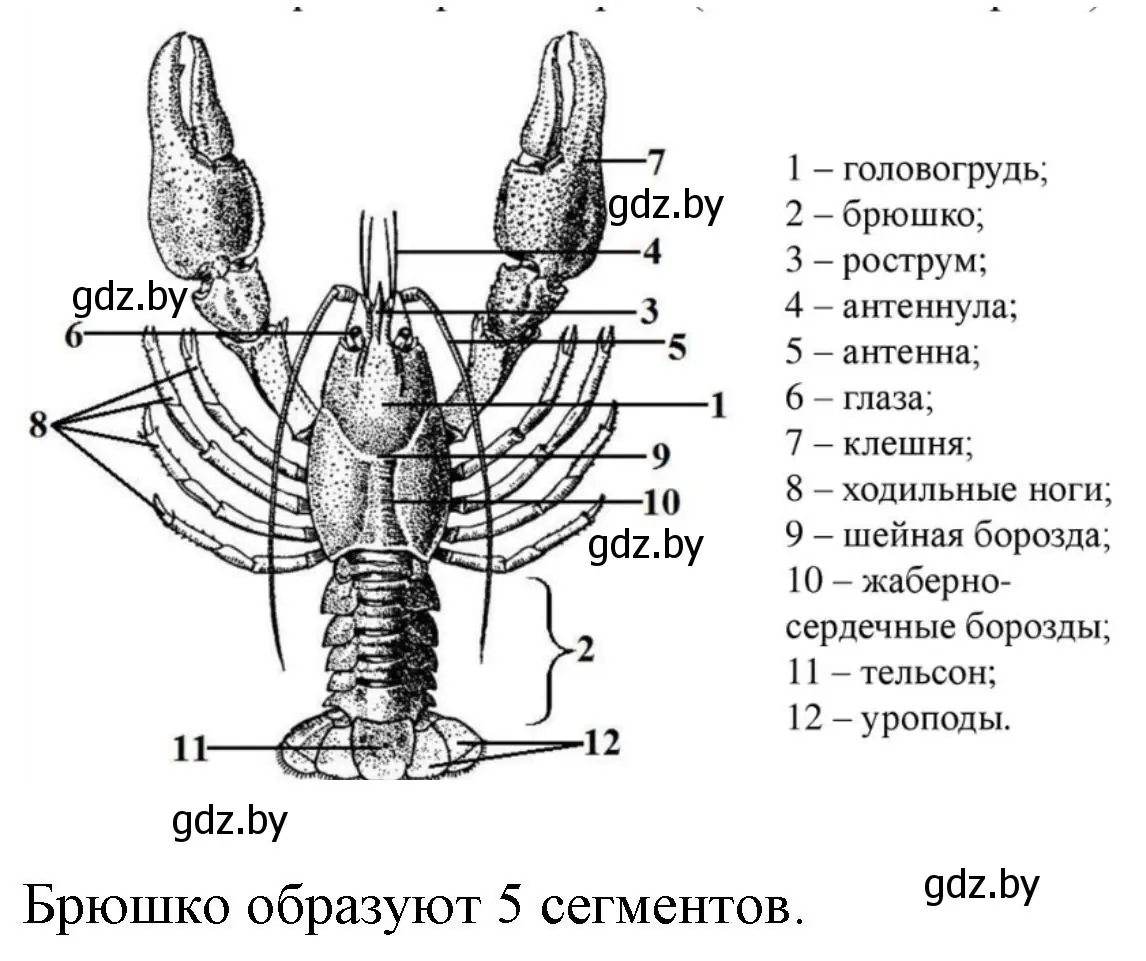 Решение номер 4 (страница 34) гдз по биологии 8 класс Лисов, рабочая тетрадь